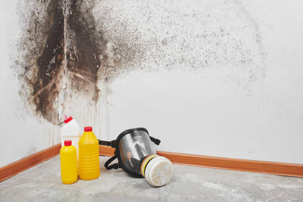 Reliable Ellendale, ND Mold Removal Solutions