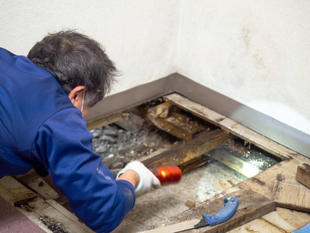 Best Fast Mold Removal  in Elleale, ND