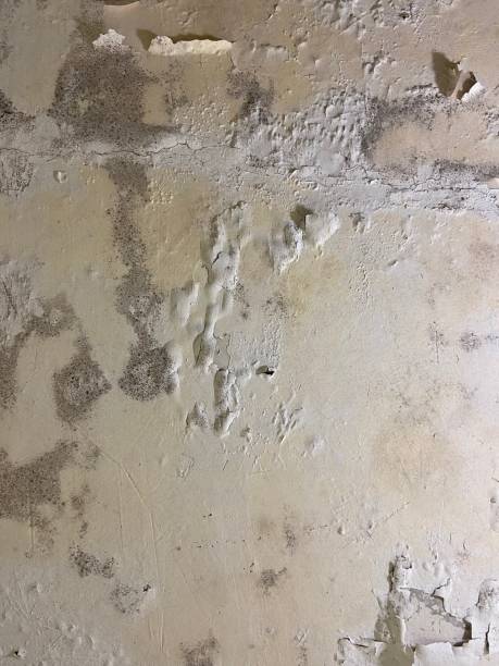 Best Mold Testing  in Elleale, ND